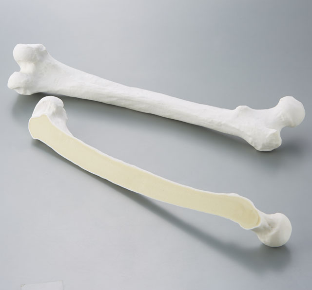 Bone models (Japanese, various parts)