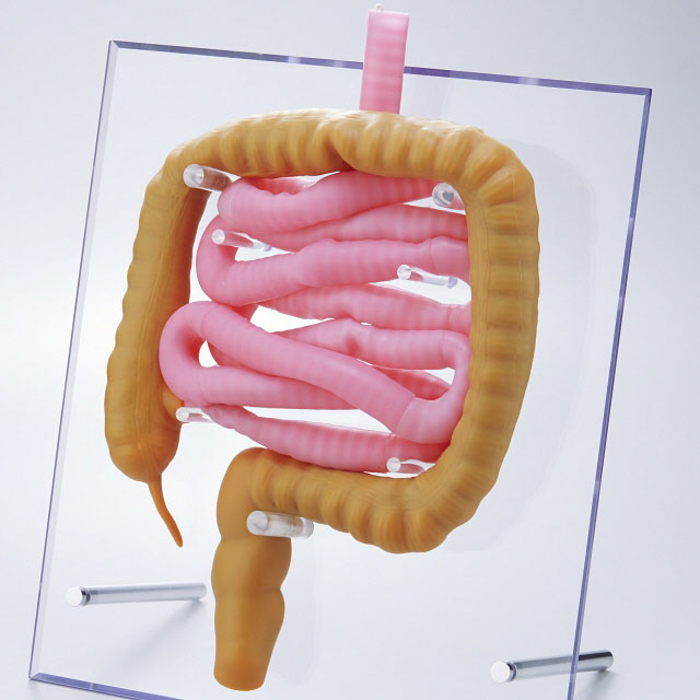 Large and small intestine models