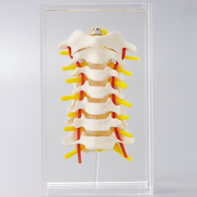 Model with transparent fat layer