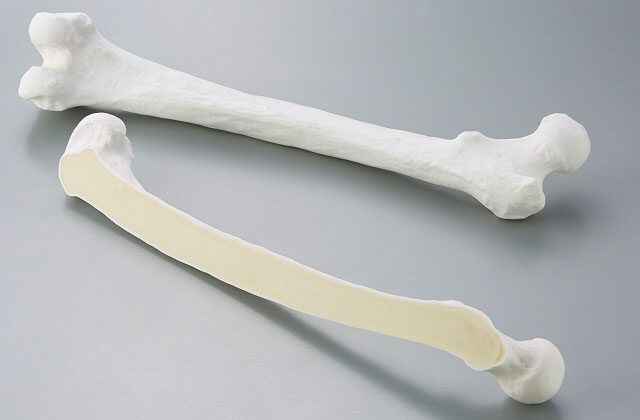 Bone models