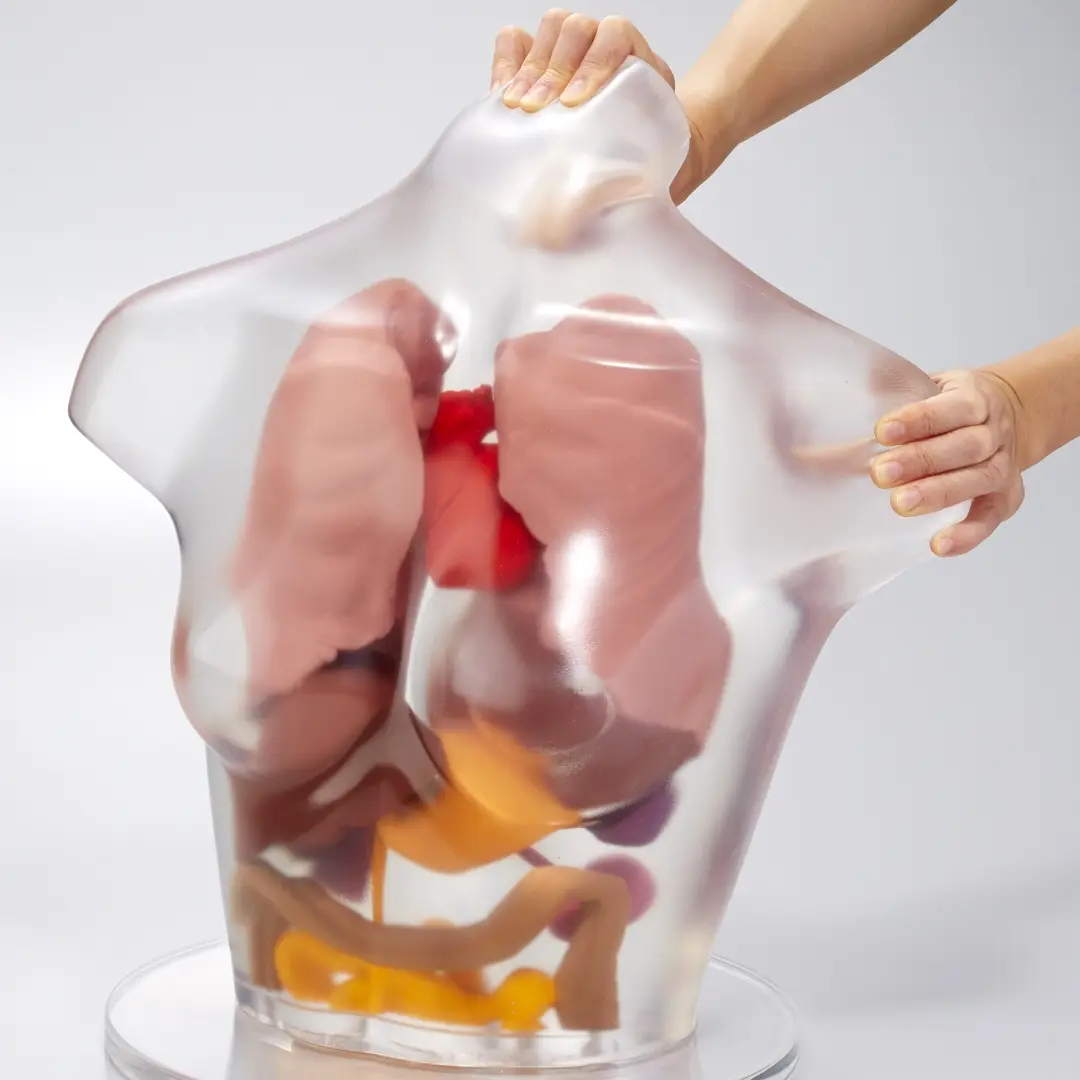 Transparent human body model